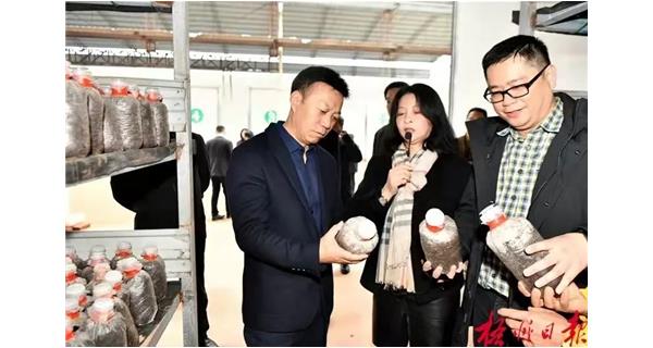 2021年12月21日上午，市委書記蔣連生到公司食用菌基地調(diào)研，了解企業(yè)發(fā)展情況。了解企業(yè)發(fā)展現(xiàn)狀，以及生產(chǎn)銷售、品牌運(yùn)營等情況。他鼓勵(lì)企業(yè)堅(jiān)定發(fā)展信心，加強(qiáng)科技研發(fā)，做優(yōu)核心產(chǎn)品，持續(xù)做大做強(qiáng)。